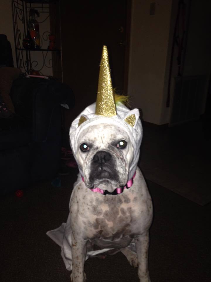 Boxer Dog wearing unicorn head piece while sitting on the floor