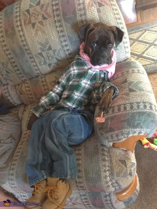 Boxer Dog wearing a green checkered long sleeved shirts and denim pants with brown shoes while sitting on the couch