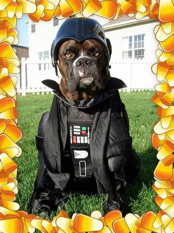 Boxer Dog in its rider outfit while sitting on the green grass