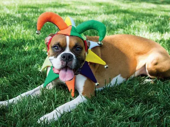 Boxer Dog wearing a clown headpiece while lying down on the green grass