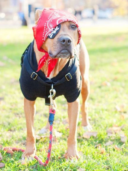 Boxer Dog standing on the grass in its pirate look