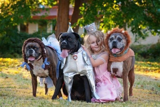 three Boxer Dog in their halloween costume with a girl sitting in between them