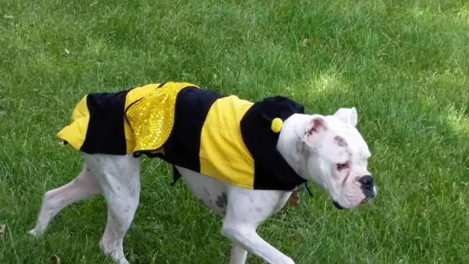 Boxer Dog in bee costume while walking in the green grass