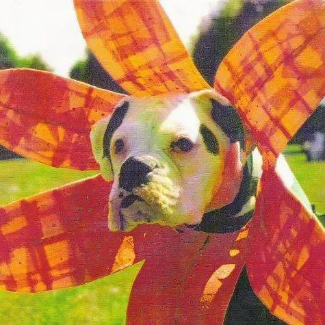 Boxer Dog with its head in a large orange flower