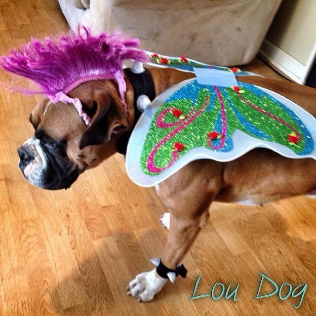 Boxer Dog wearing butterfly wings and purple funky hair while standing on the floor