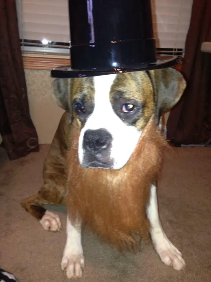 Boxer Dog wearing a hat and a long beard while sitting on the floor