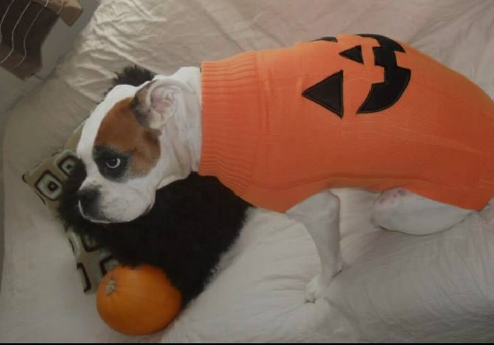 Boxer Dog wearing a pumpkin sweater while lying down on the bed