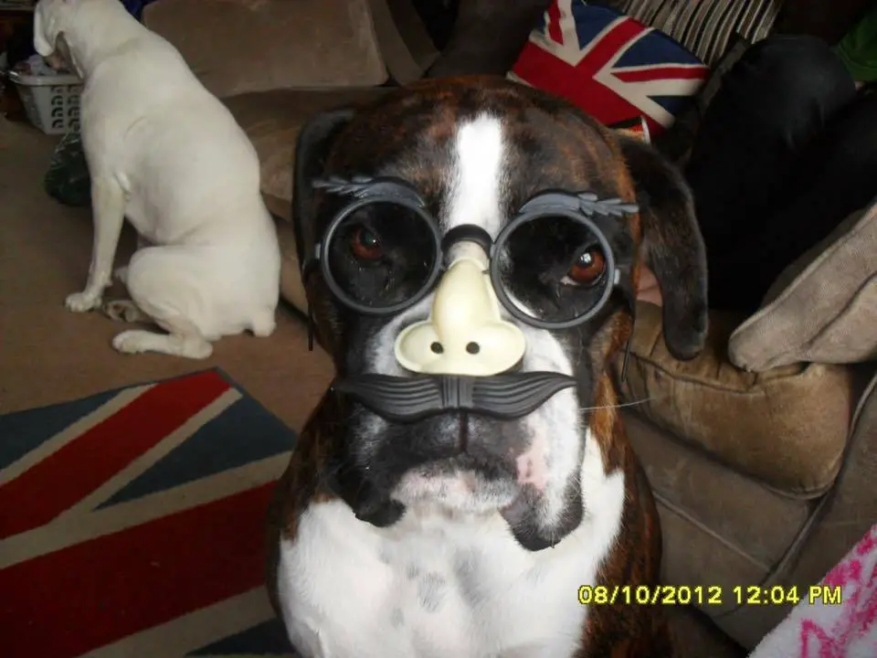 Boxer Dog wearing a glasses with a nose and a beard while sitting on the floor