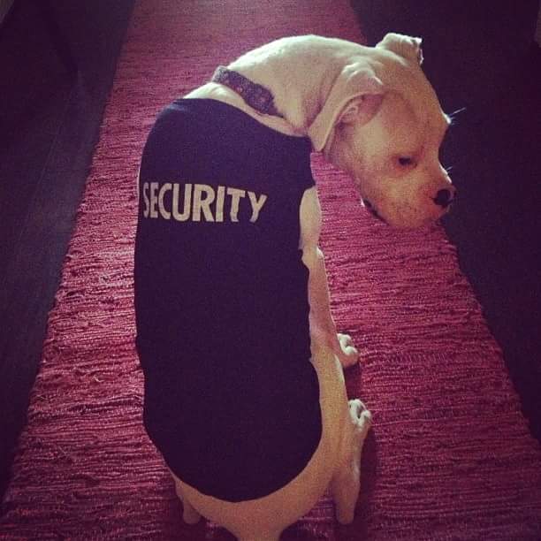 Boxer Dog wearing security shirt while sitting on the floor