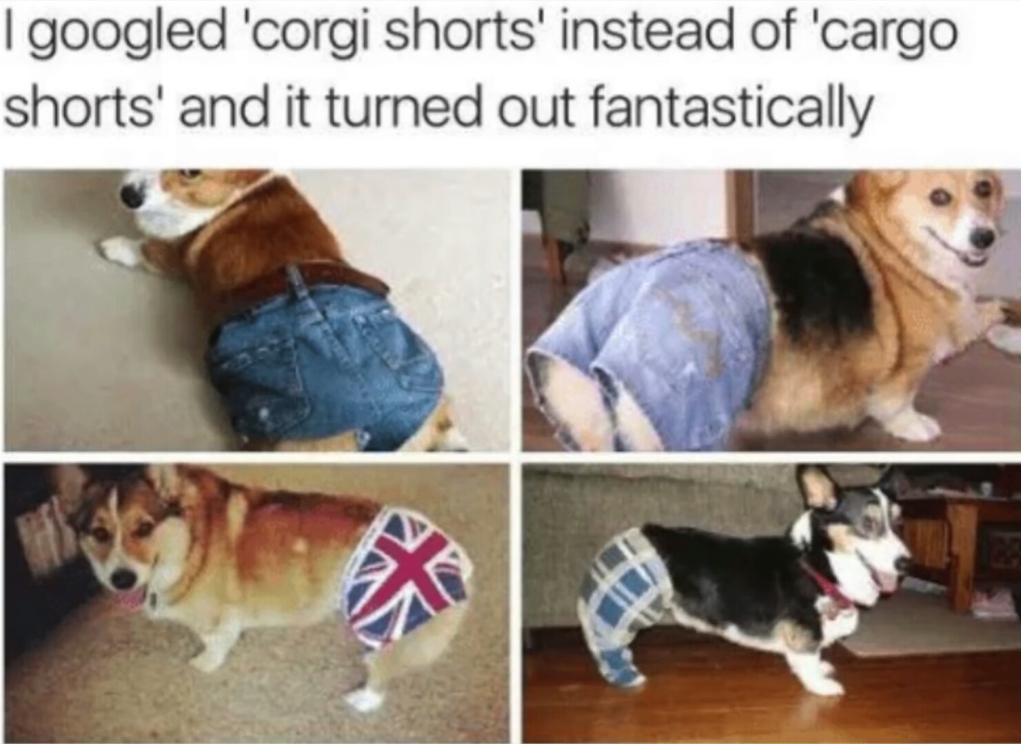 collage of Corgi wearing shorts with a text 