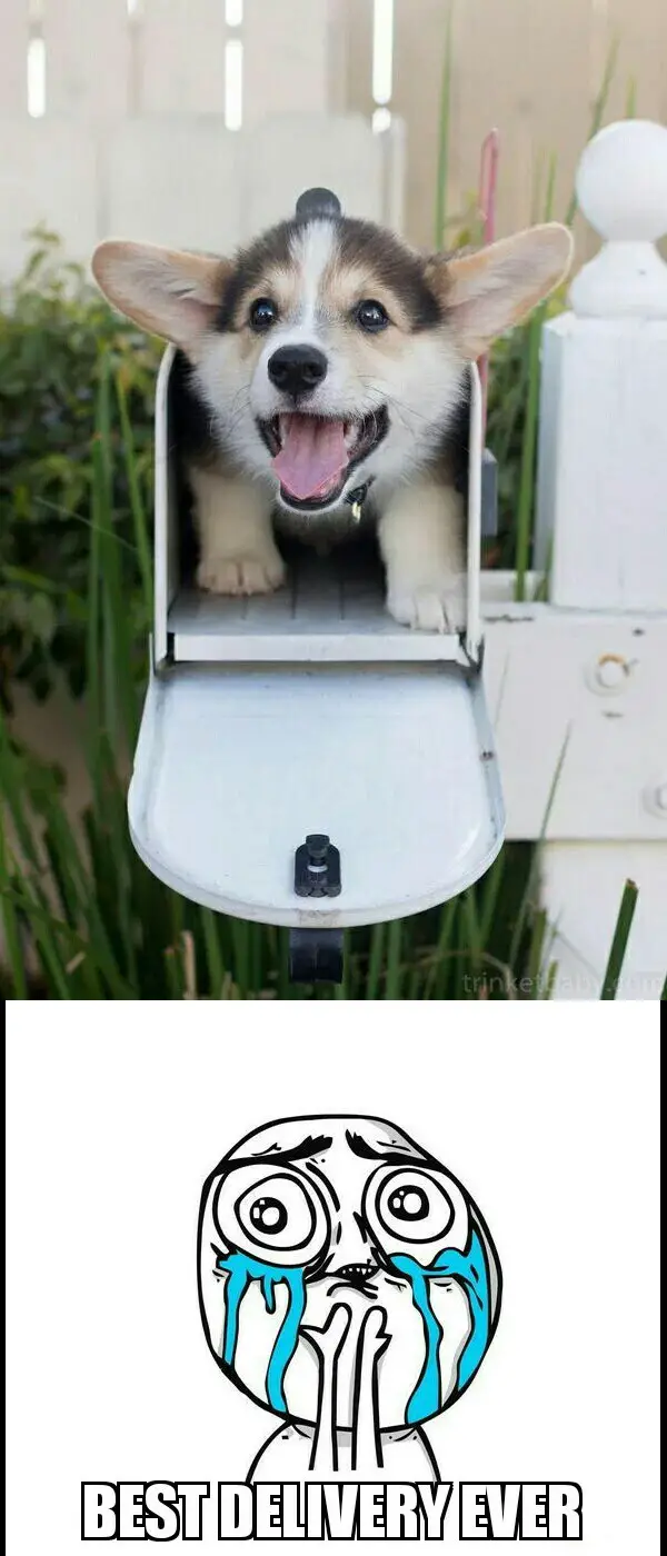 Corgi inside the mailbox