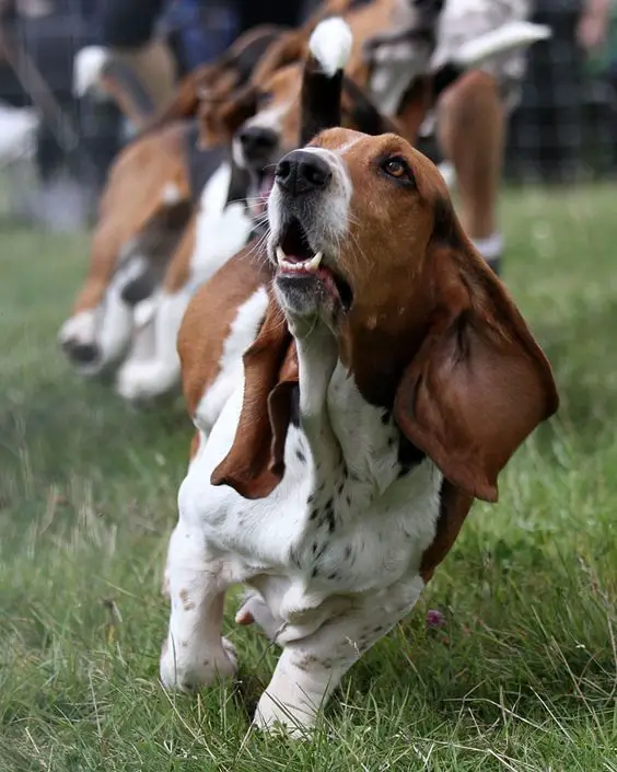 A Basset Hound running in the field while looking up