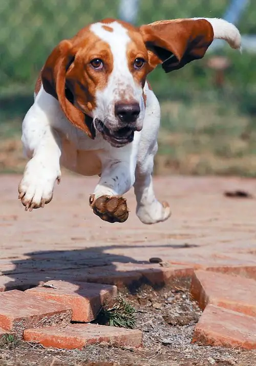 A Basset Hound running on top of the brick pavement