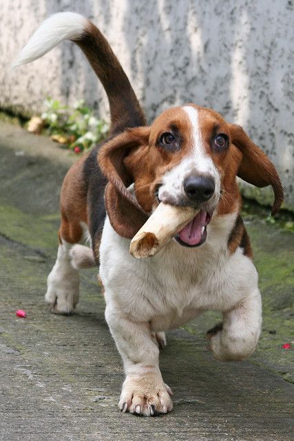 A Basset Hound running with a bone in its mouth
