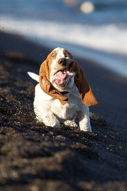 A Basset Hound running by the seashore