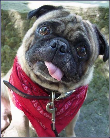 A Pug wearing a red scarf while sitting on the ground and tilting its head with its tongue out