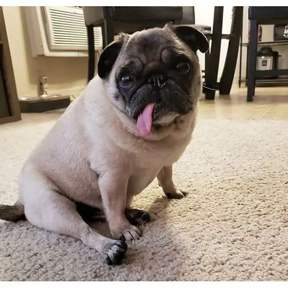 A Pug sitting on the floor with its sad face and tongue out