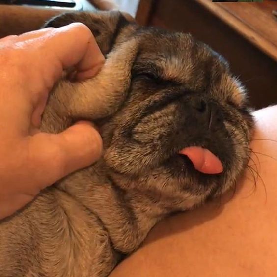 a woman pinching the skin of a pug sleeping on her lap