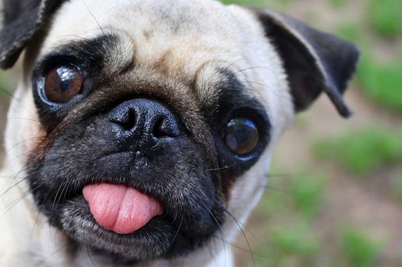A Pug with its tongue out and sad eyes