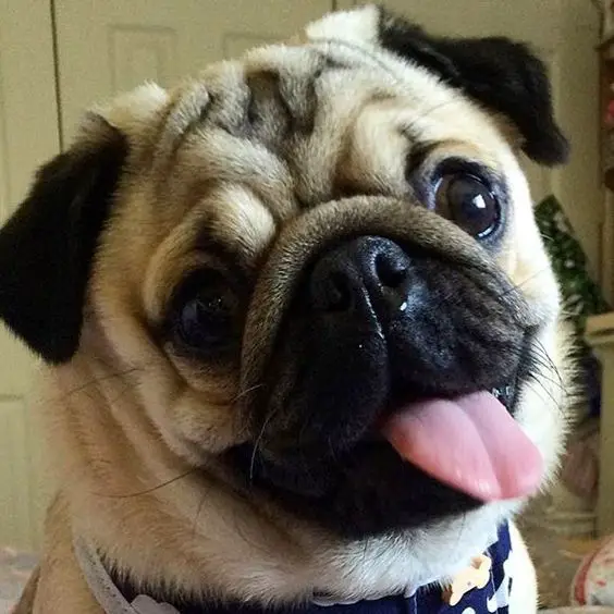 A Pug smiling with its tongue out