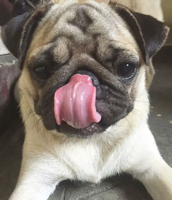 A Pug lying on the floor while licking its nose