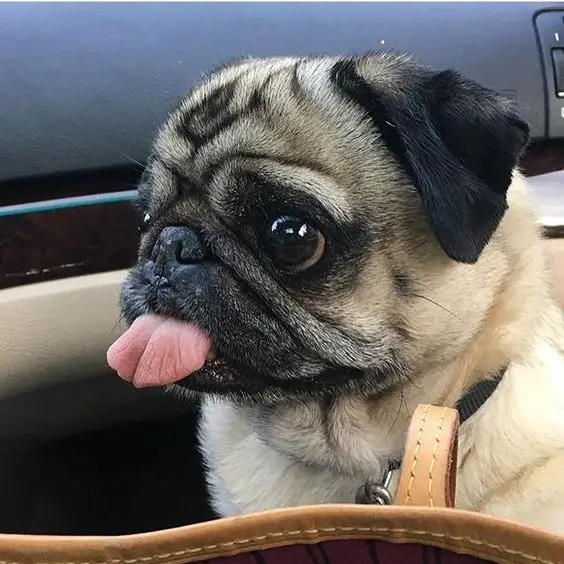 A Pug sitting inside the car with its tongue out
