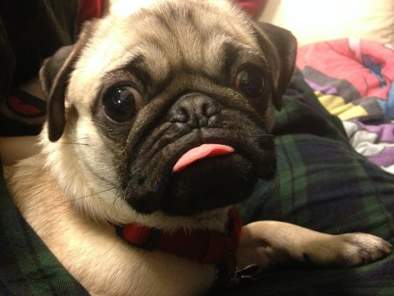 A Pug lying on the bed with its tongue sticking out and big round sad eyes