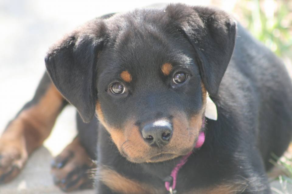 Rottweiler puppy lying down under the sunlight