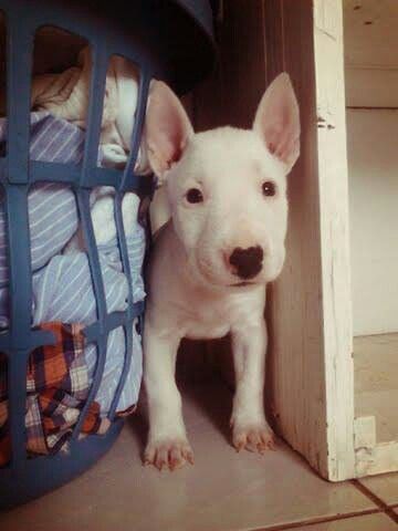 English Bull Terrier puppy in between the wooden wall and basket full of clothes