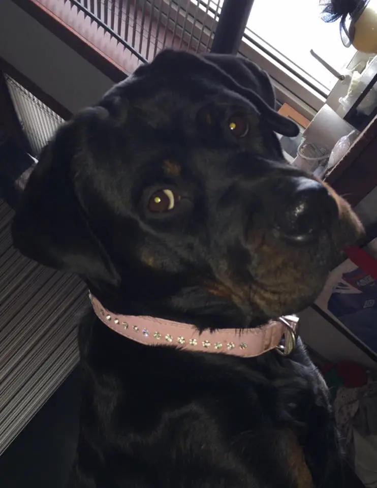 Rottweiler wearing a cute pink collar while staring with its adorable eyes