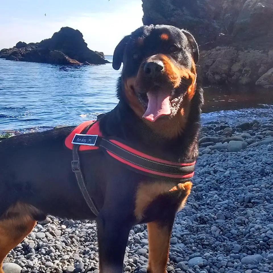 Rottweiler standing on the pebbles by the beach