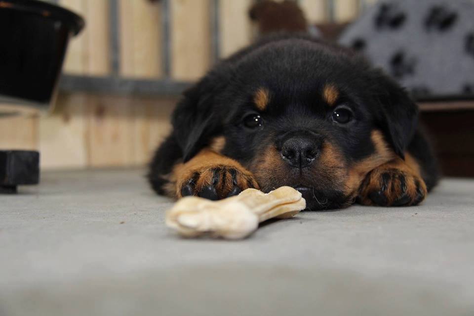 Rottweiler puppy lying down on the floor with its bone treat
