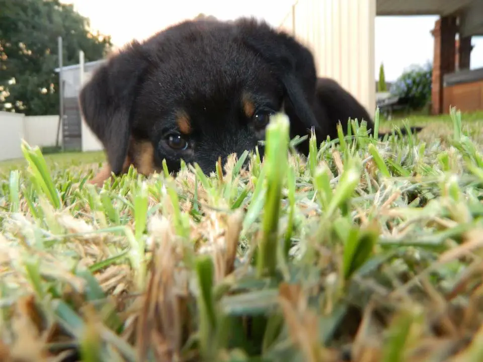 Rottweiler puppy lying down on the green grass