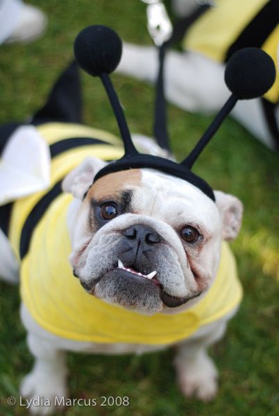 English Bulldog in bee costume