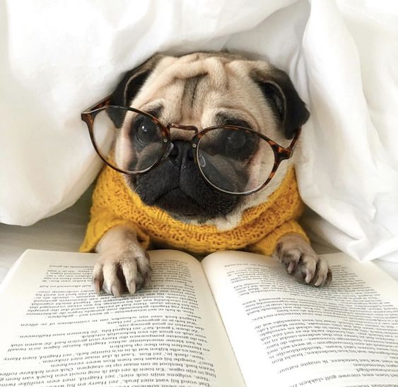 A Pug lying on the bed under the blanket while wearing glasses and in front of the book