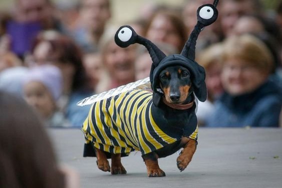 Dachshund in bee costume