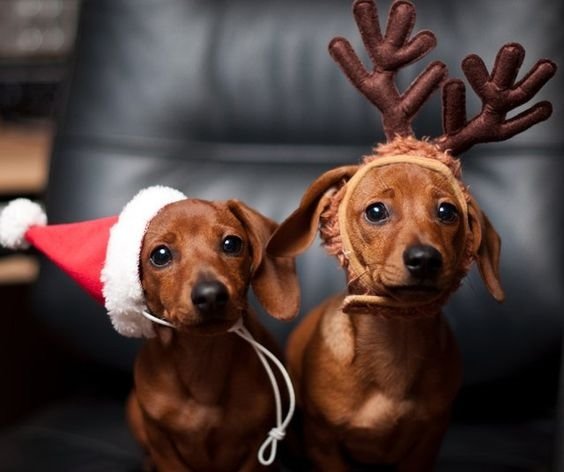 Dachshund in christmas costume