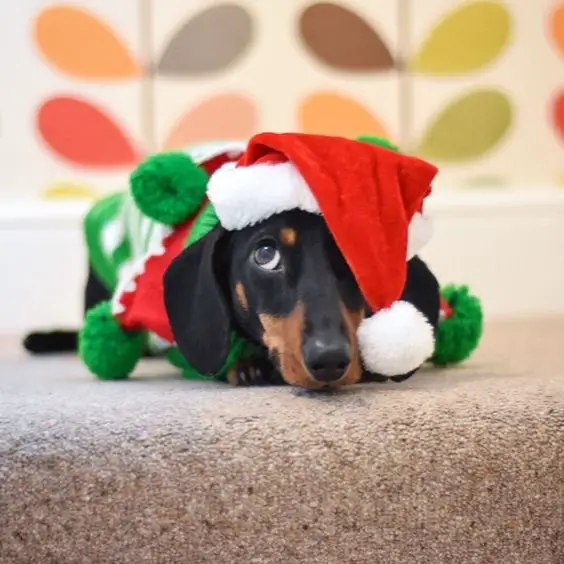 Dachshund in a christmas costume