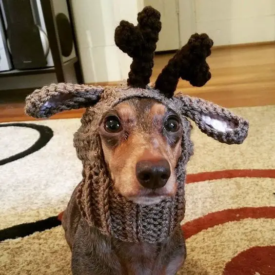 Dachshund in a deer costume