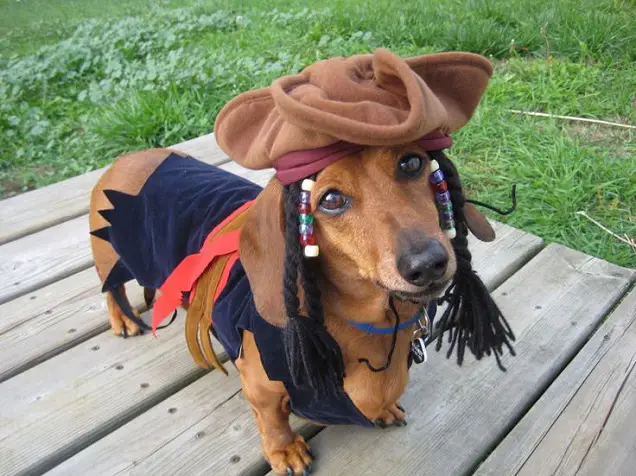 Dachshund in a Jack Sparrow Halloween Costume