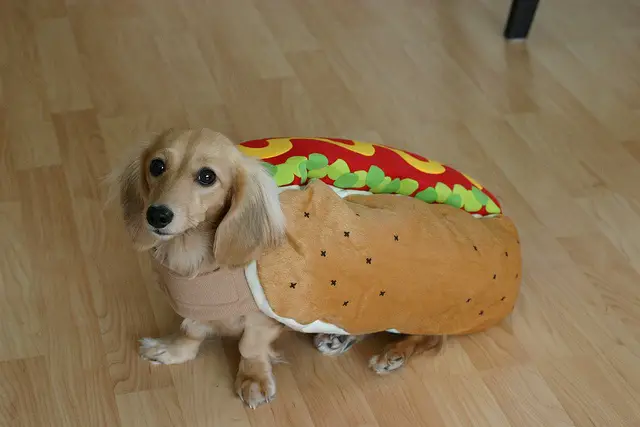 long haired Dachshund in a hotdog with bun costume