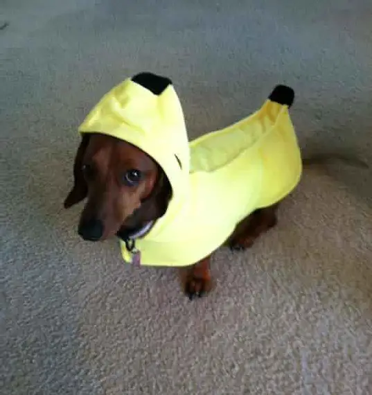 Dachshund in a banana costume