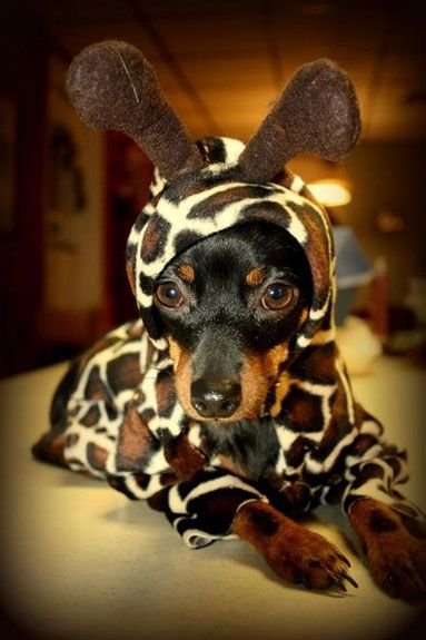 Dachshund in a giraffe costume