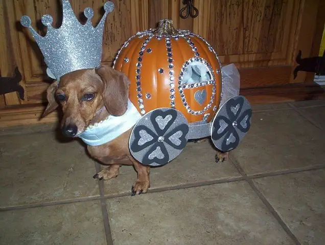 Dachshund in pumpkin carriage costume