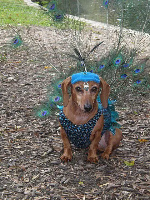 Dachshund in a peacock costume