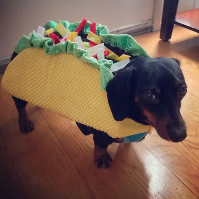 Dachshund in taco costume