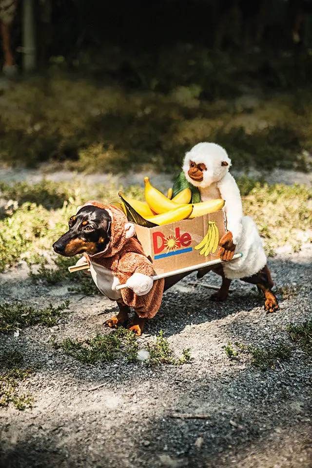 Dachshund in a two Monkeys Carrying Box of Bananas Costume