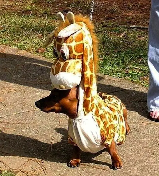 Dachshund in Giraffe Costume