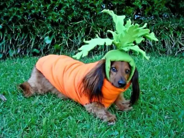 Dachshund in a carrot costume
