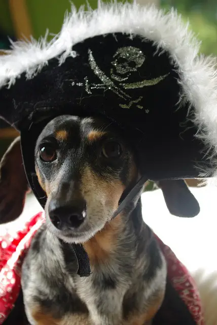 Dachshund in pirate costume